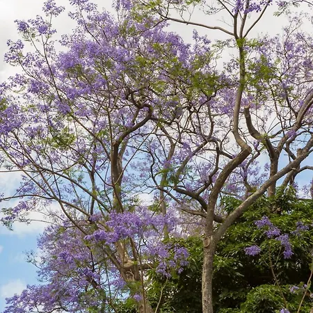 Jacaranda Apartment
